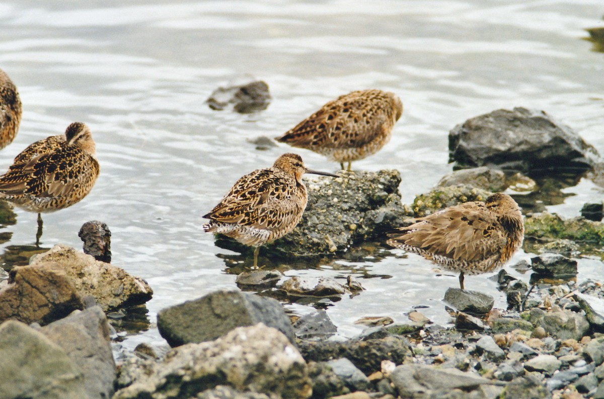 Short-billed Dowitcher - Carsten Sekula