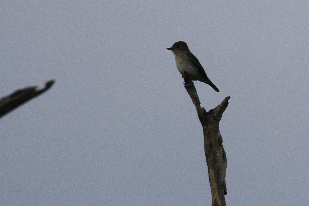 Asian Brown Flycatcher - ML615628918