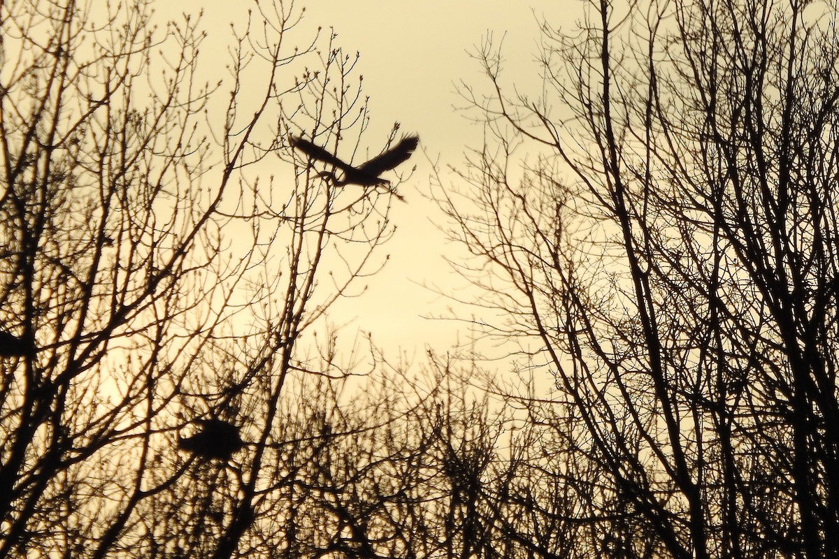 Great Blue Heron - ML615628979