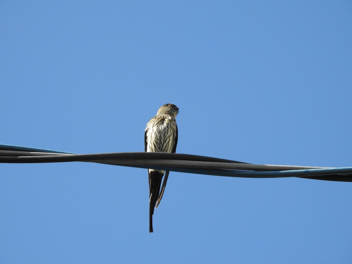 Striated Swallow - ML615628992