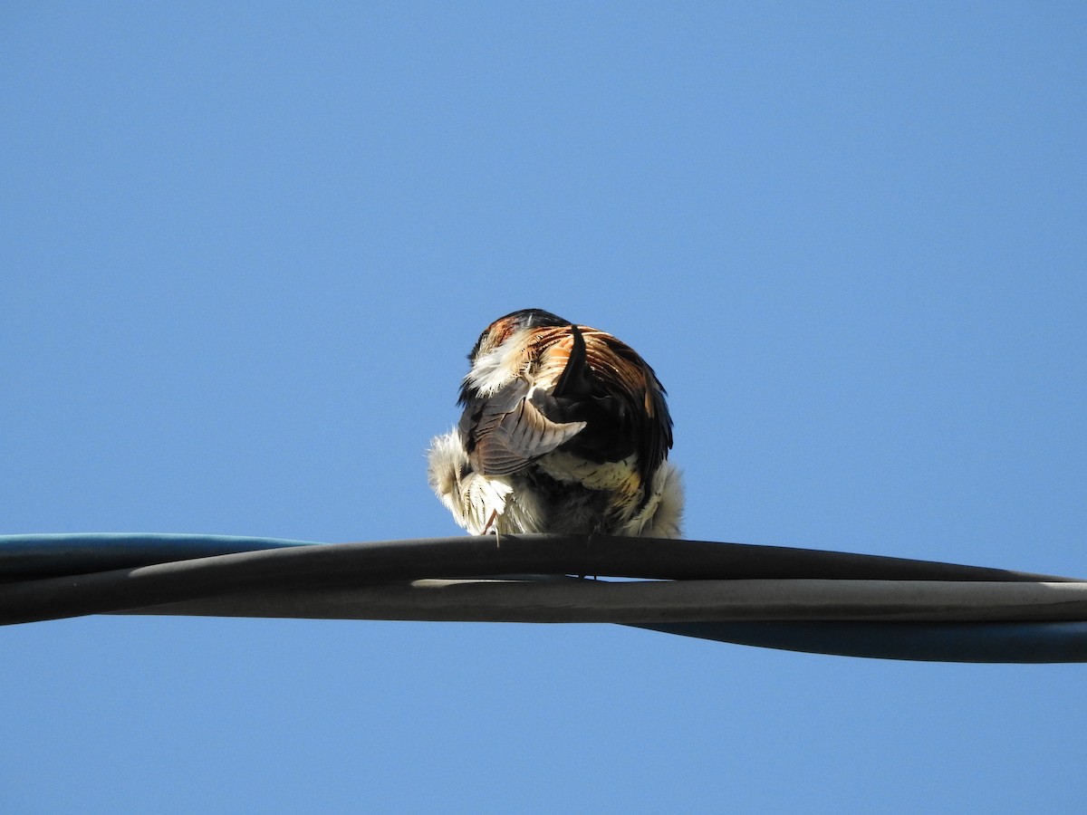 Striated Swallow - Mong Cheng Lai