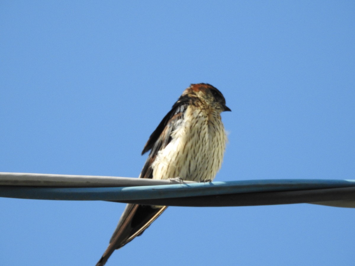 Striated Swallow - ML615629006