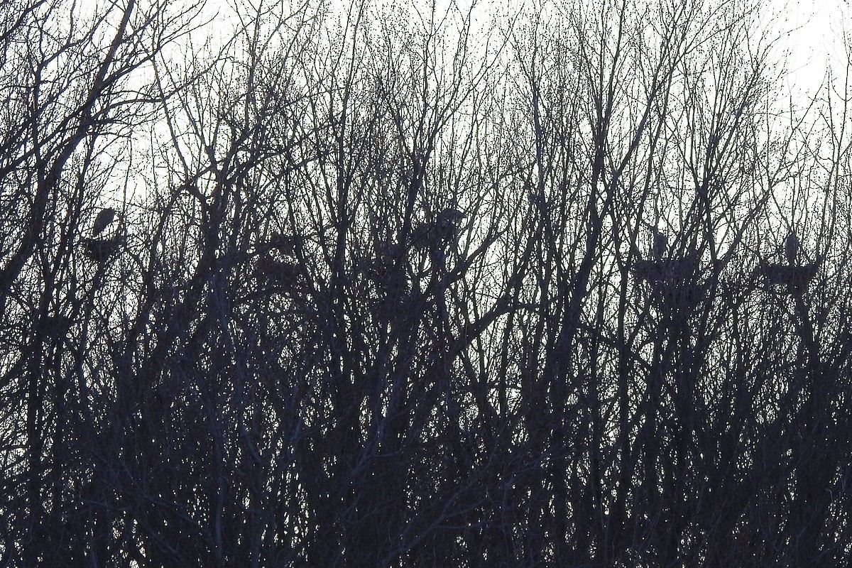 Great Blue Heron - ML615629009