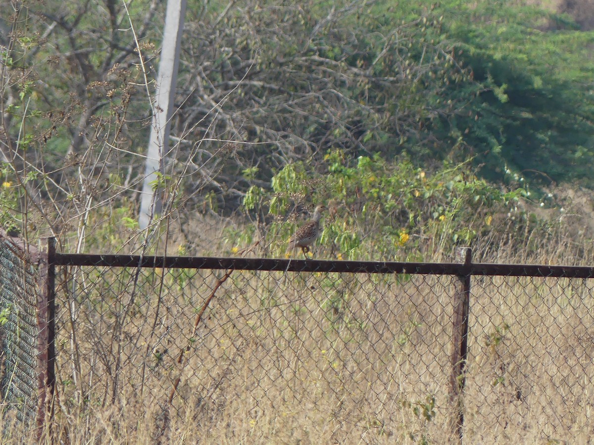 Gray Francolin - ML615629033