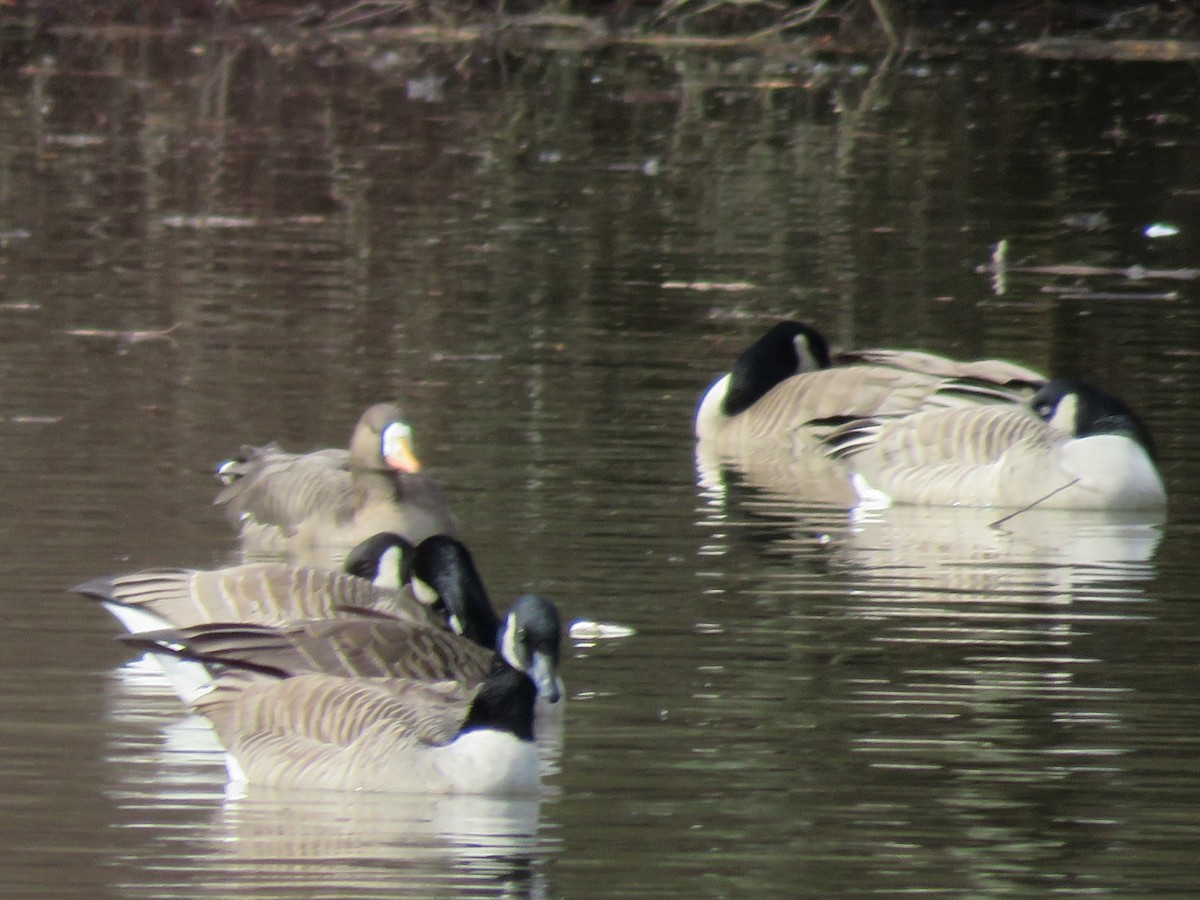 Greater White-fronted Goose - ML615629048