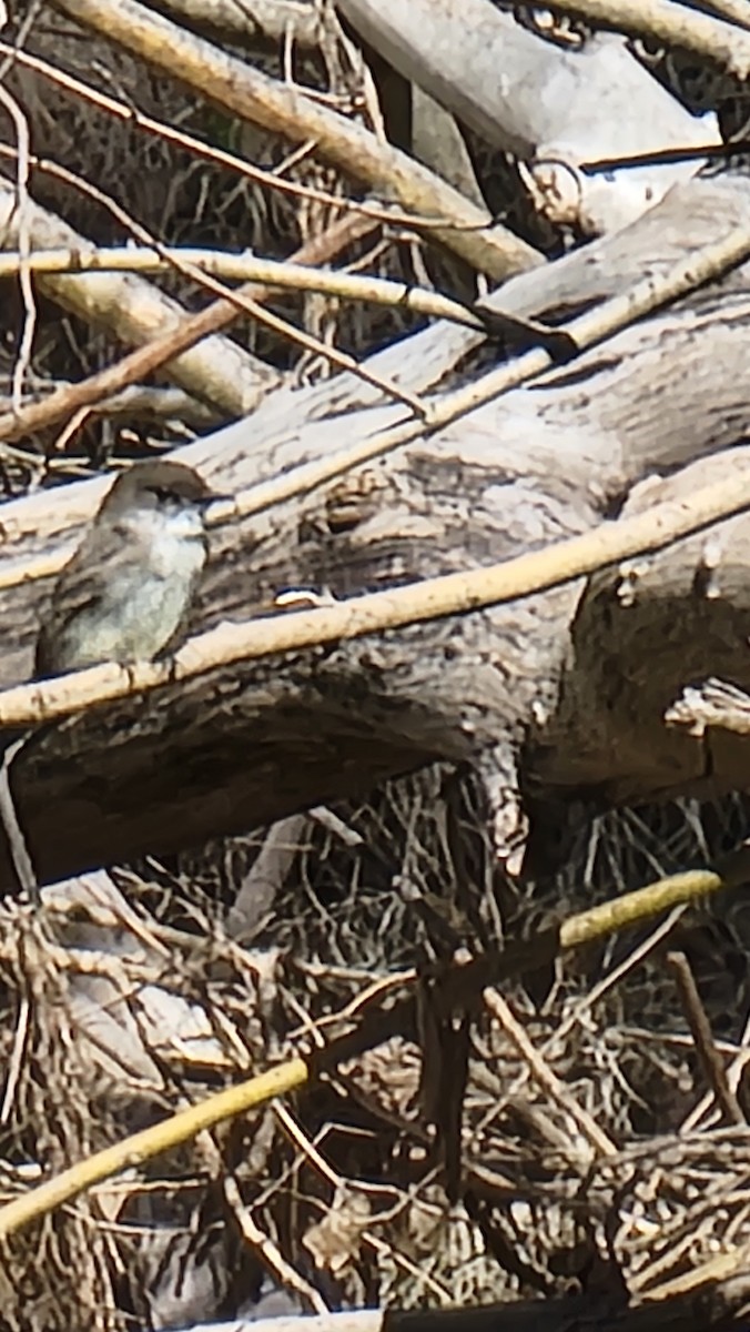 Moucherolle phébi - ML615629116