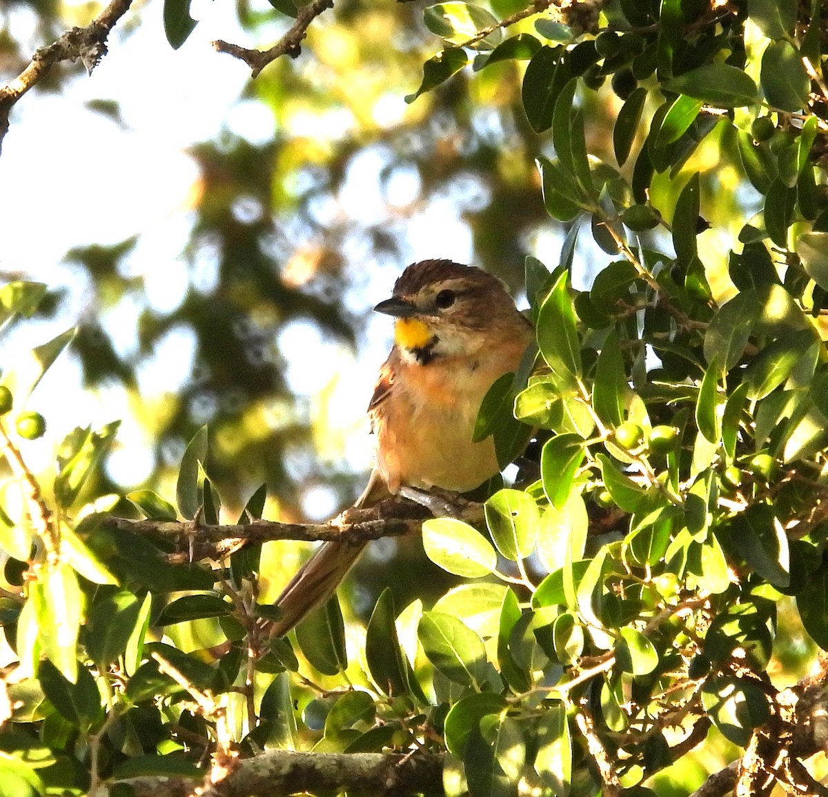 Chotoy Spinetail - ML615629190