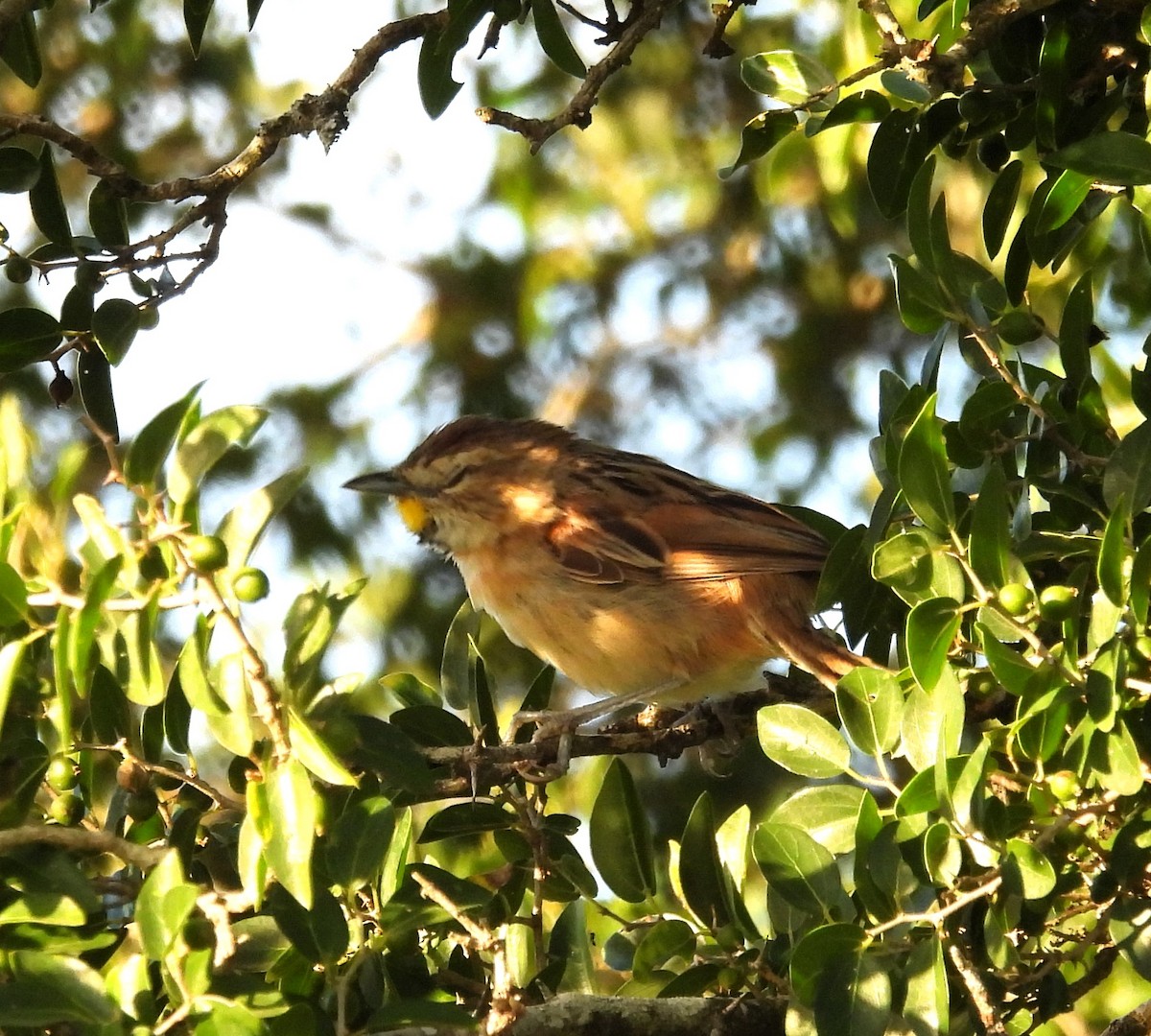 Chotoy Spinetail - ML615629194