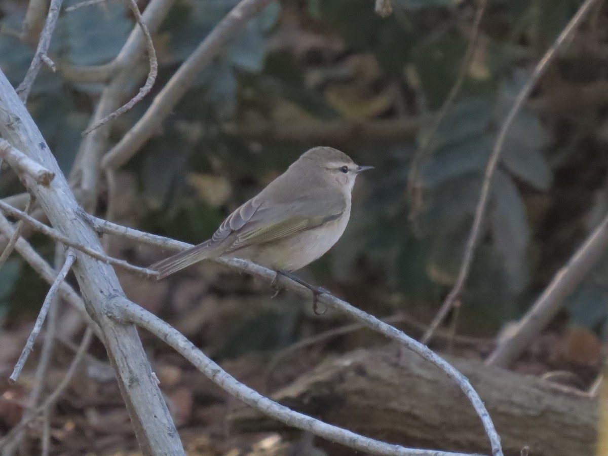 Common Chiffchaff - Mark Smiles