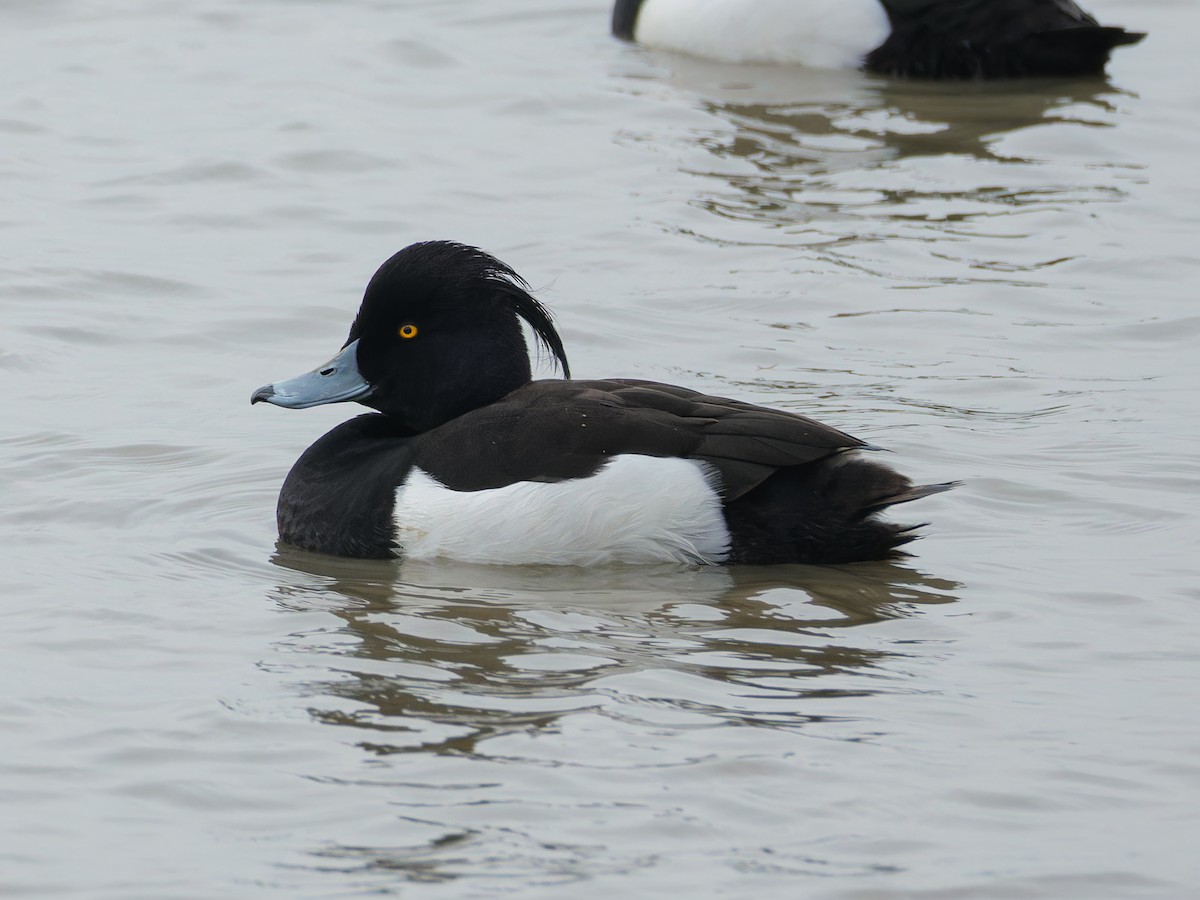 Tufted Duck - Dolors Yong
