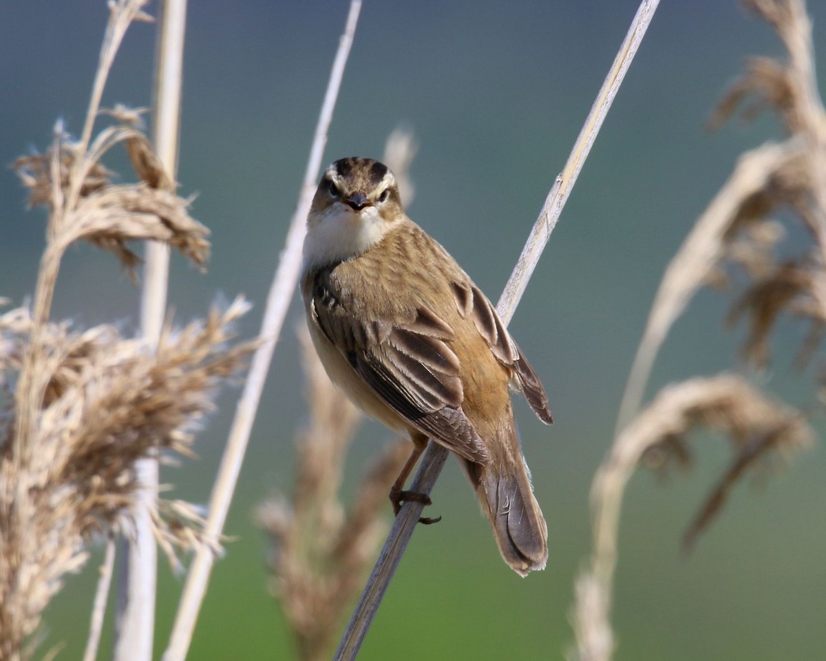 Sedge Warbler - ML615629320