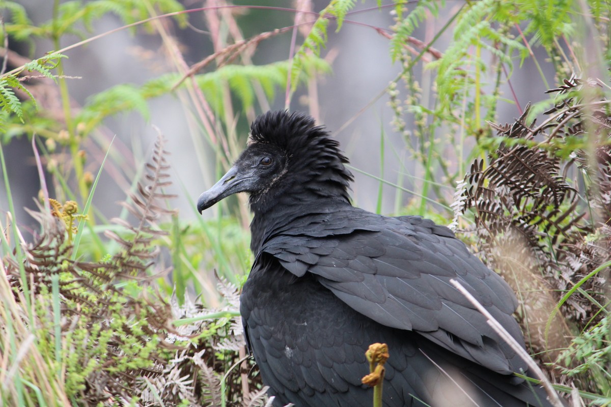 Black Vulture - ML615629415