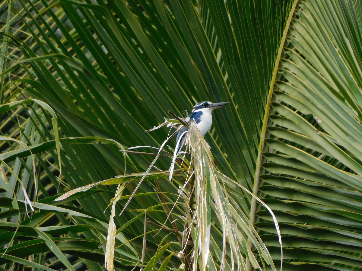 Mariana Kingfisher - ML615629431