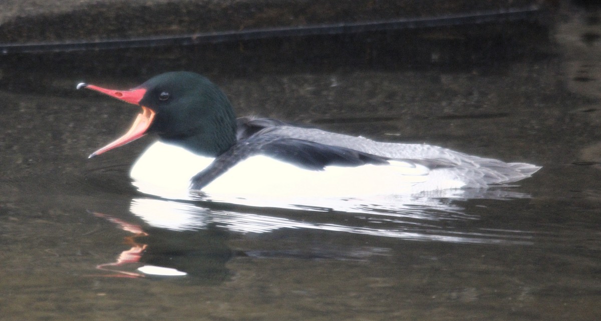 Common Merganser - ML615629493