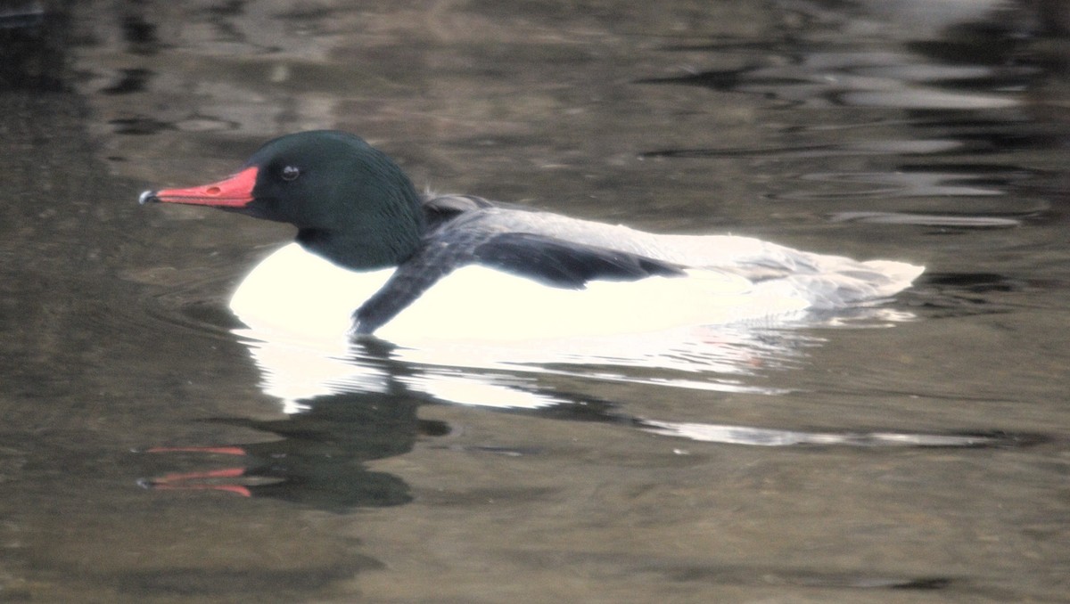 Common Merganser - ML615629494