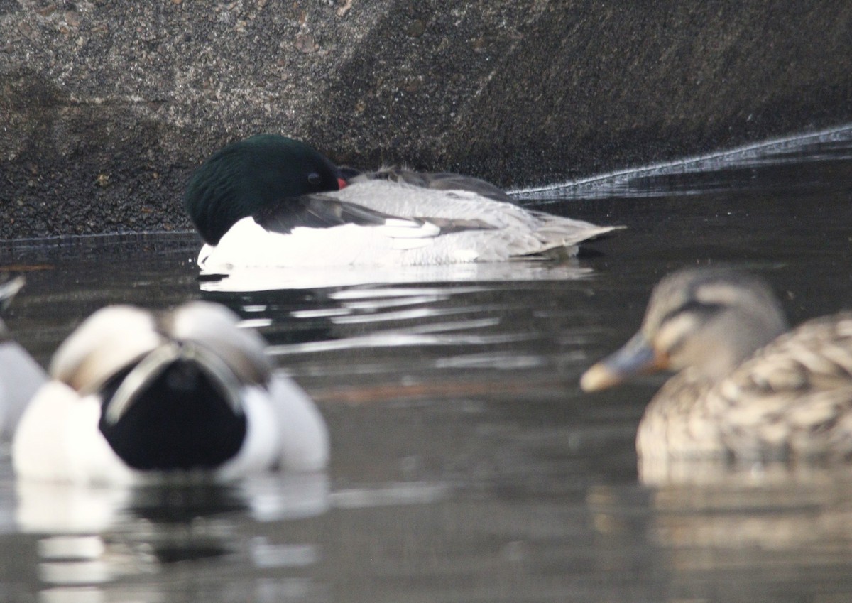 Common Merganser - ML615629495