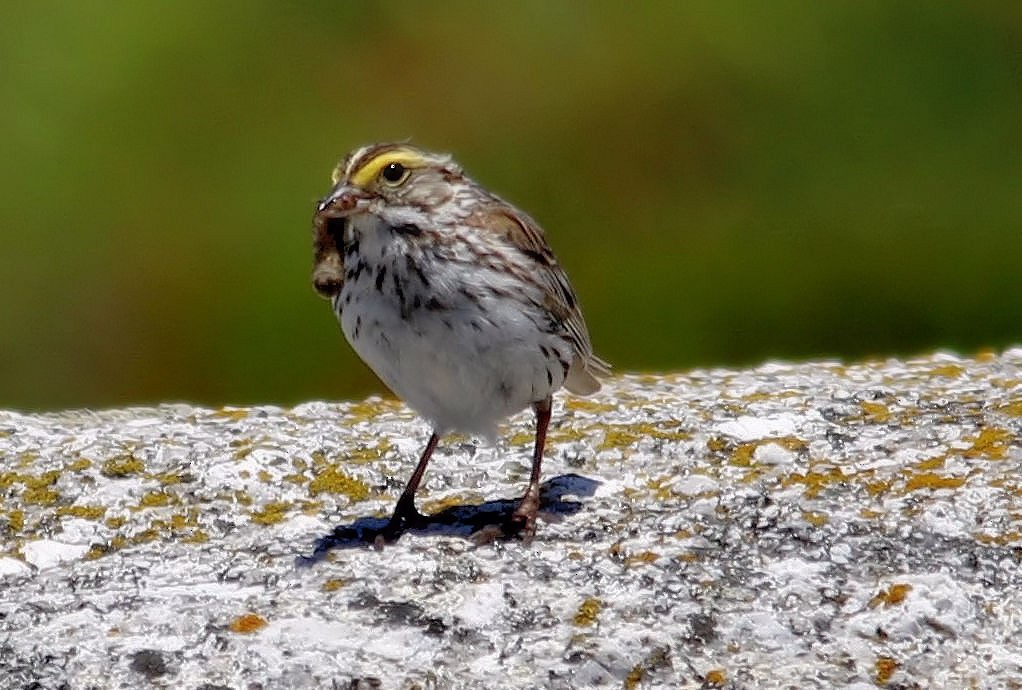 Savannah Sparrow - ML61562951