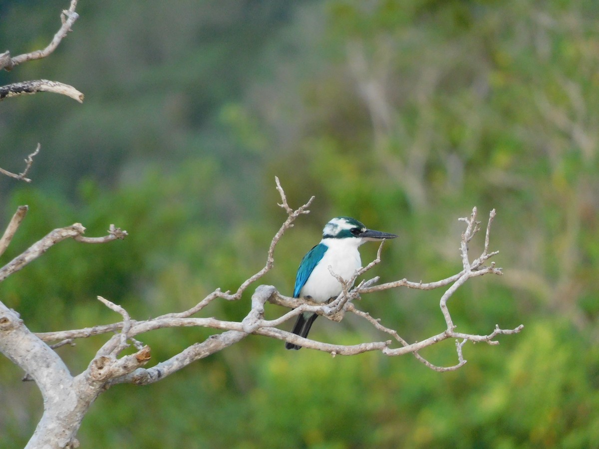 Mariana Kingfisher - ML615629528