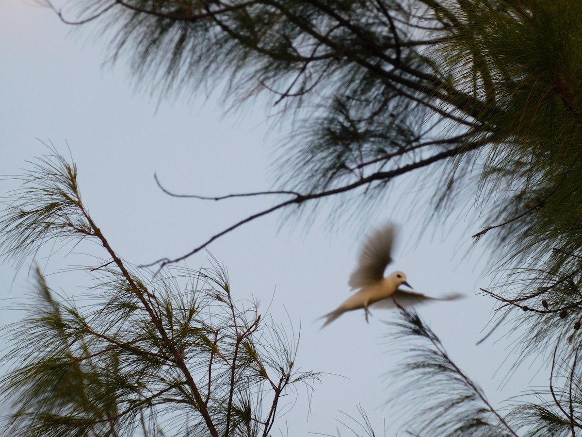 White Tern - ML615629537