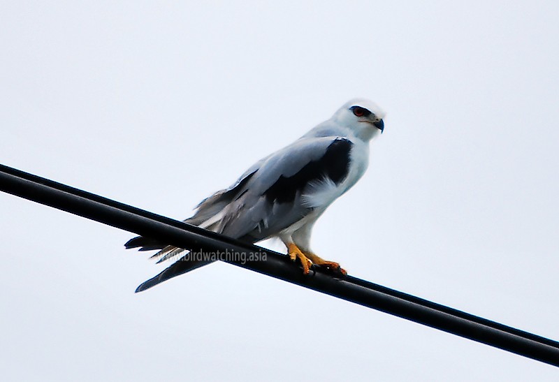 Black-winged Kite - ML615629553