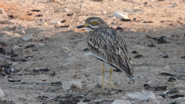 Eurasian Thick-knee - ML615629568