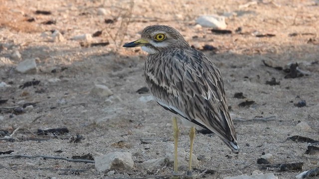 Eurasian Thick-knee - ML615629569