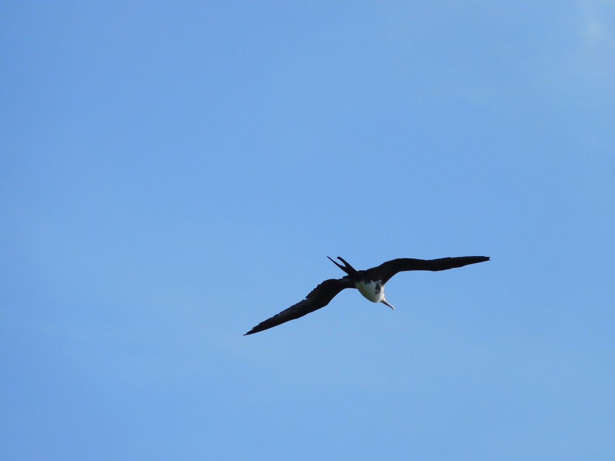 Great Frigatebird - ML615629571