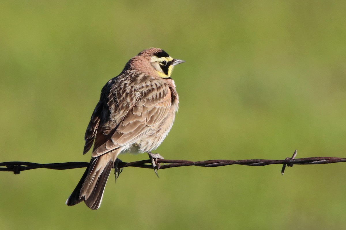 Horned Lark - ML615629581