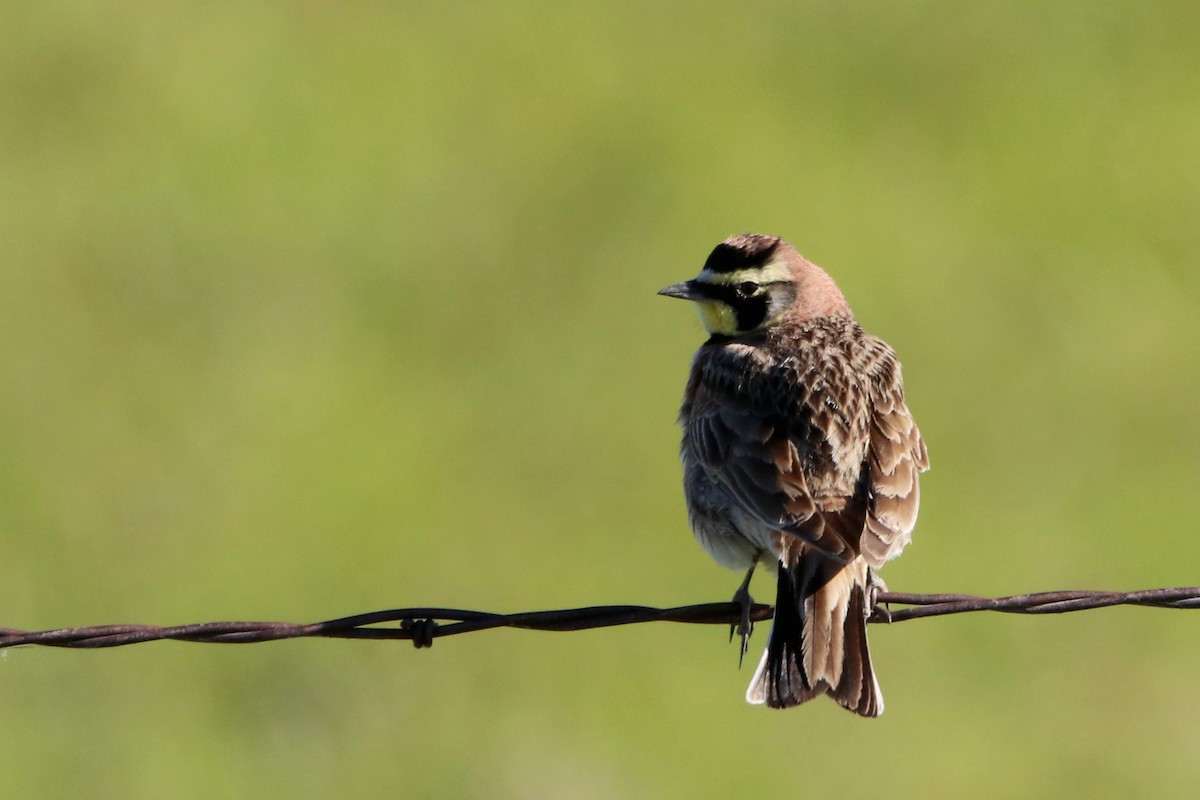 Horned Lark - ML615629582