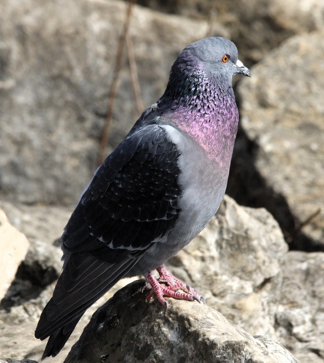 Rock Pigeon (Feral Pigeon) - ML615629613