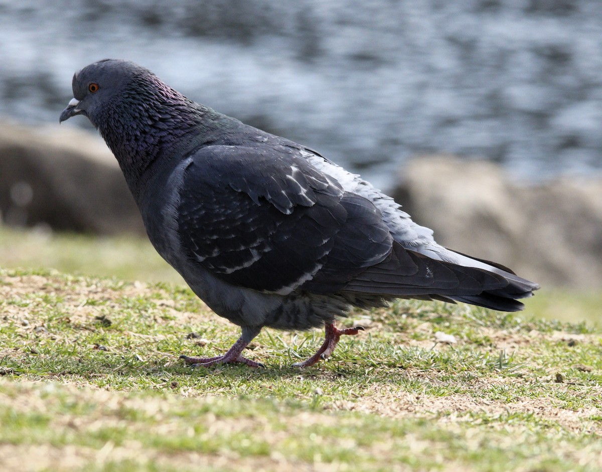 Rock Pigeon (Feral Pigeon) - ML615629614