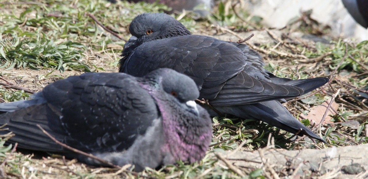 Rock Pigeon (Feral Pigeon) - ML615629615