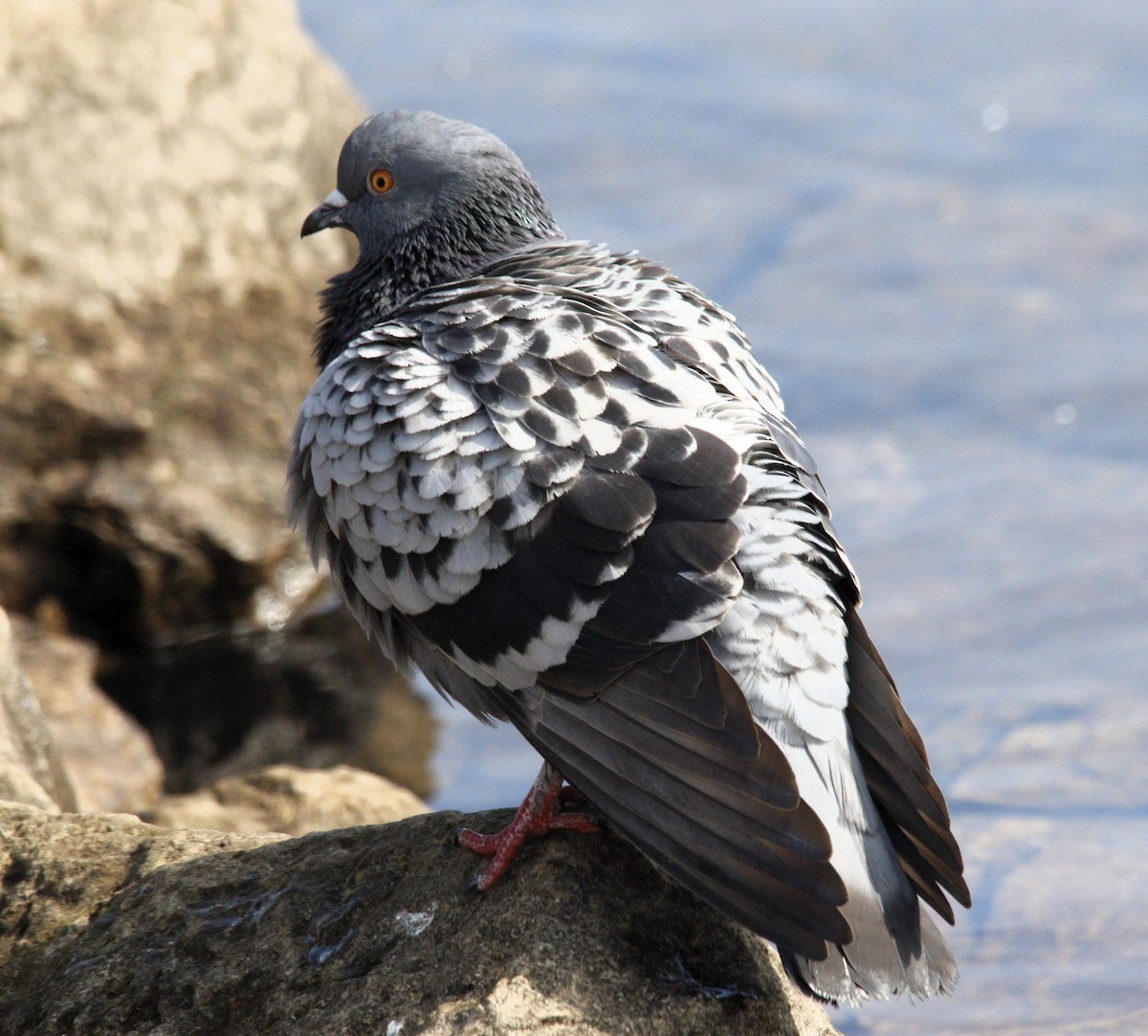Rock Pigeon (Feral Pigeon) - ML615629617