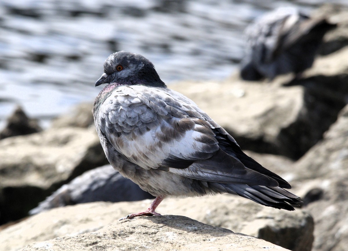 Rock Pigeon (Feral Pigeon) - ML615629618