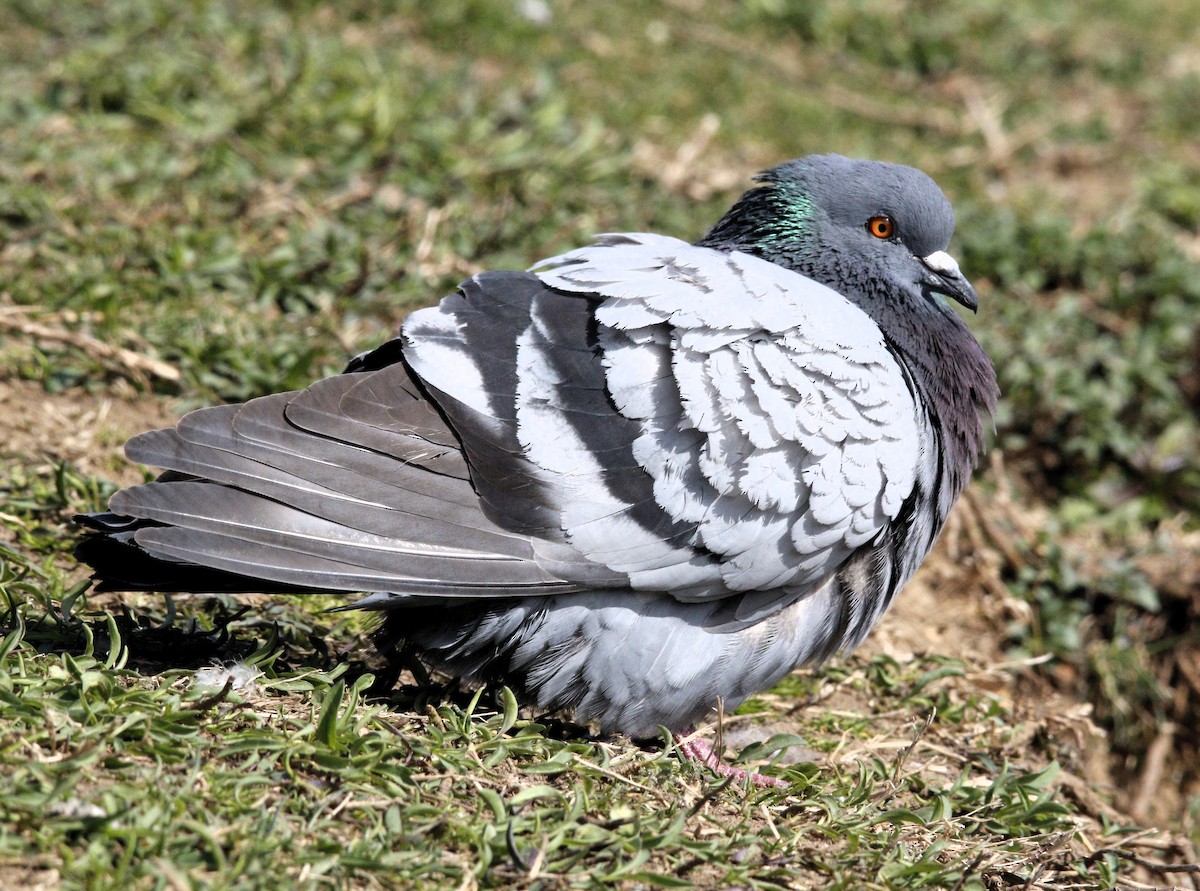 Pigeon biset (forme domestique) - ML615629619