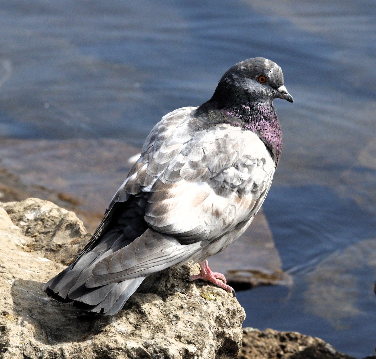 Сизый голубь (Одомашненного типа) - ML615629623