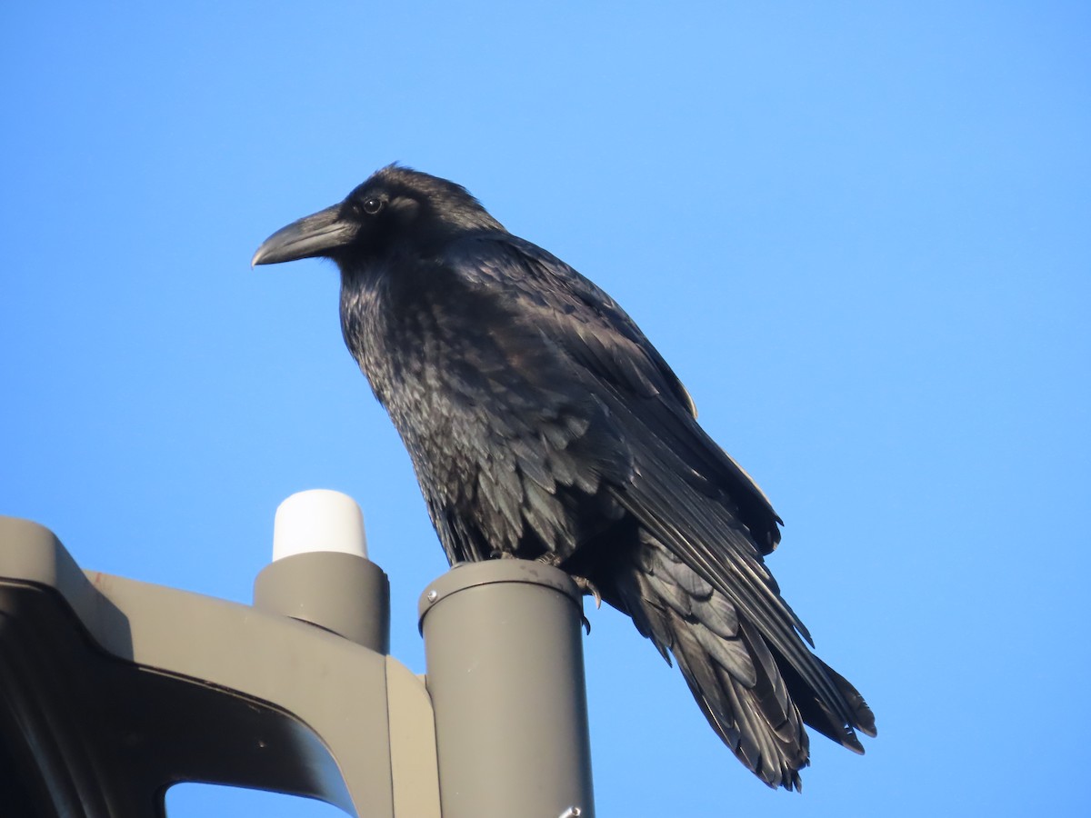 Common Raven - Christopher Hollister