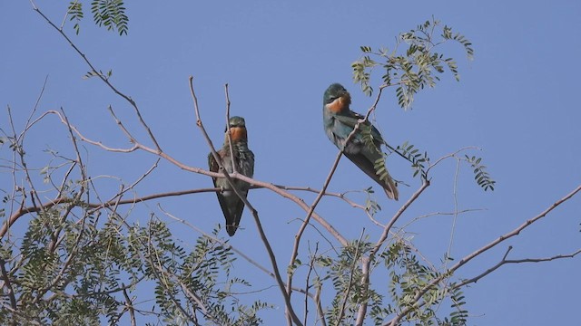 Blue-cheeked Bee-eater - ML615629654