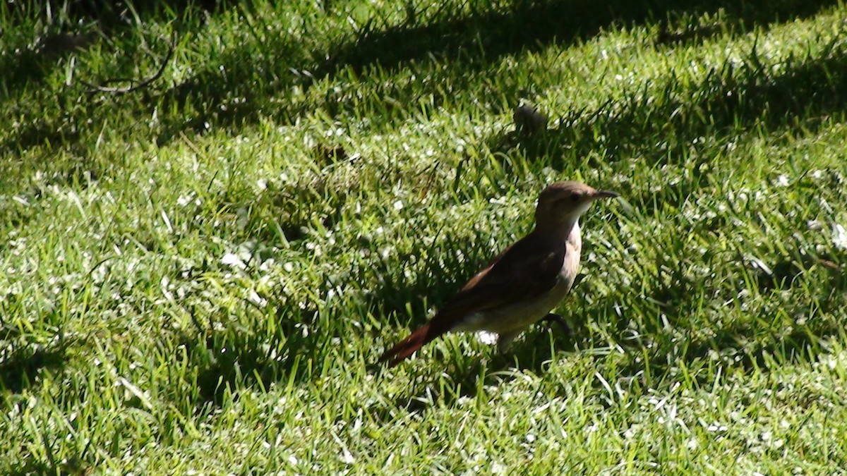 Rufous Hornero - Mateo Montero Mondino