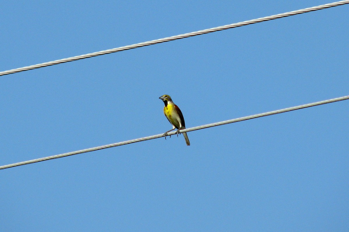 Dickcissel d'Amérique - ML615629689