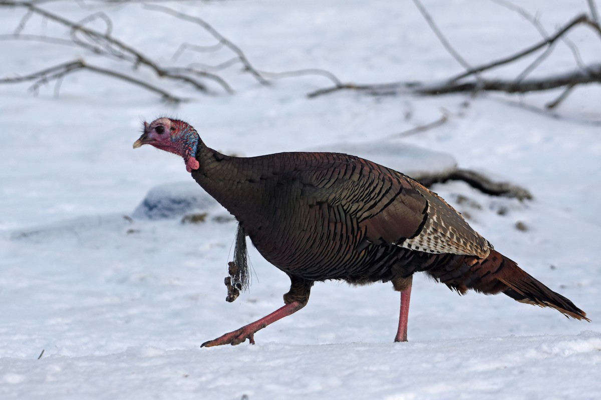 Wild Turkey - ML615629725