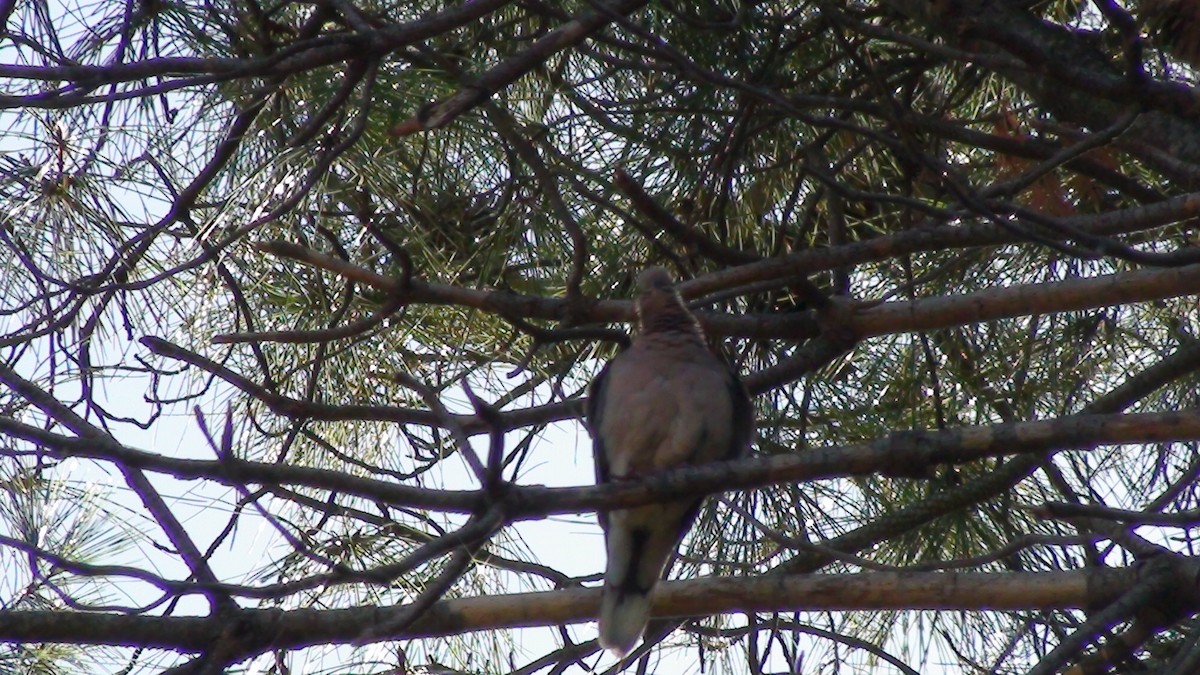 Eared Dove - ML615629738