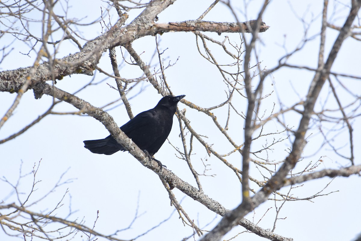 American Crow - ML615629753