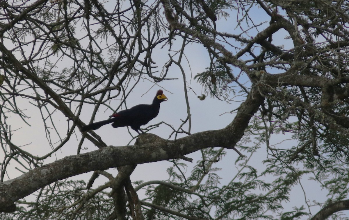 Ross's Turaco - ML615629792