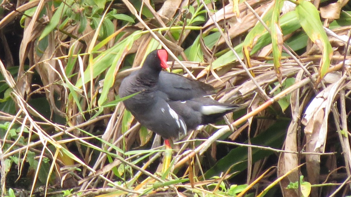 Common Gallinule - EDWAR ROMERO