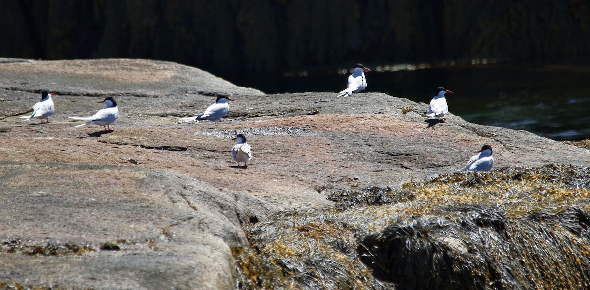 Arctic Tern - ML61562981