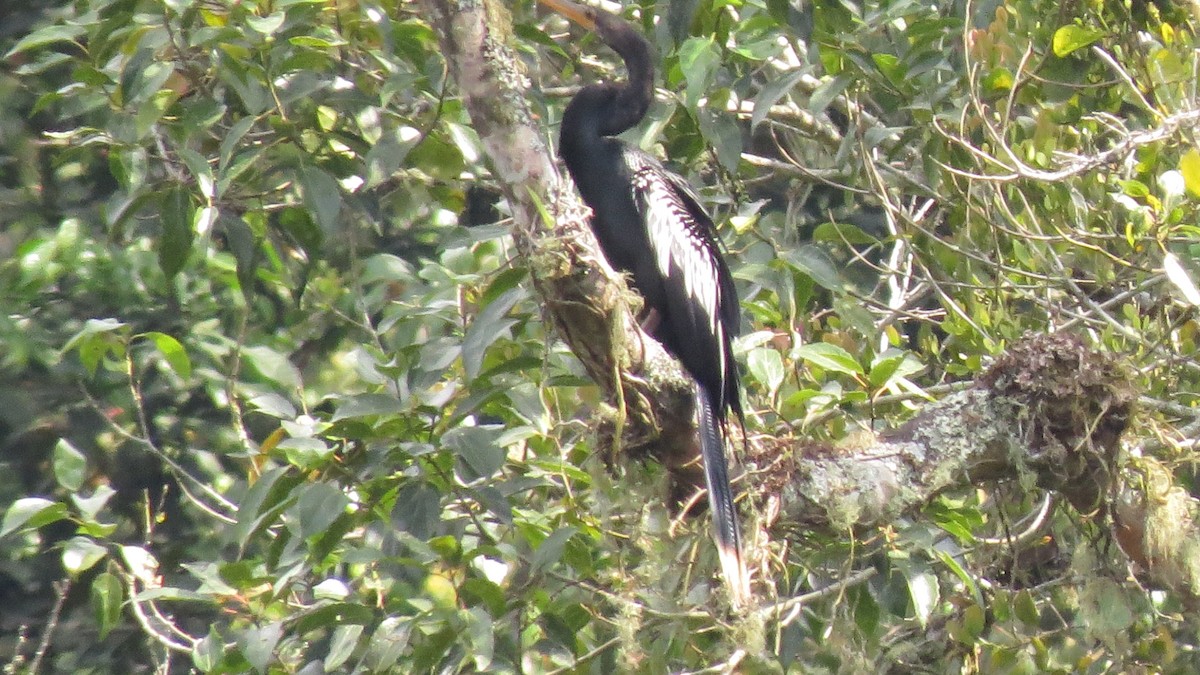 Anhinga d'Amérique - ML615629813