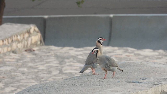 Arabian Partridge - ML615629828