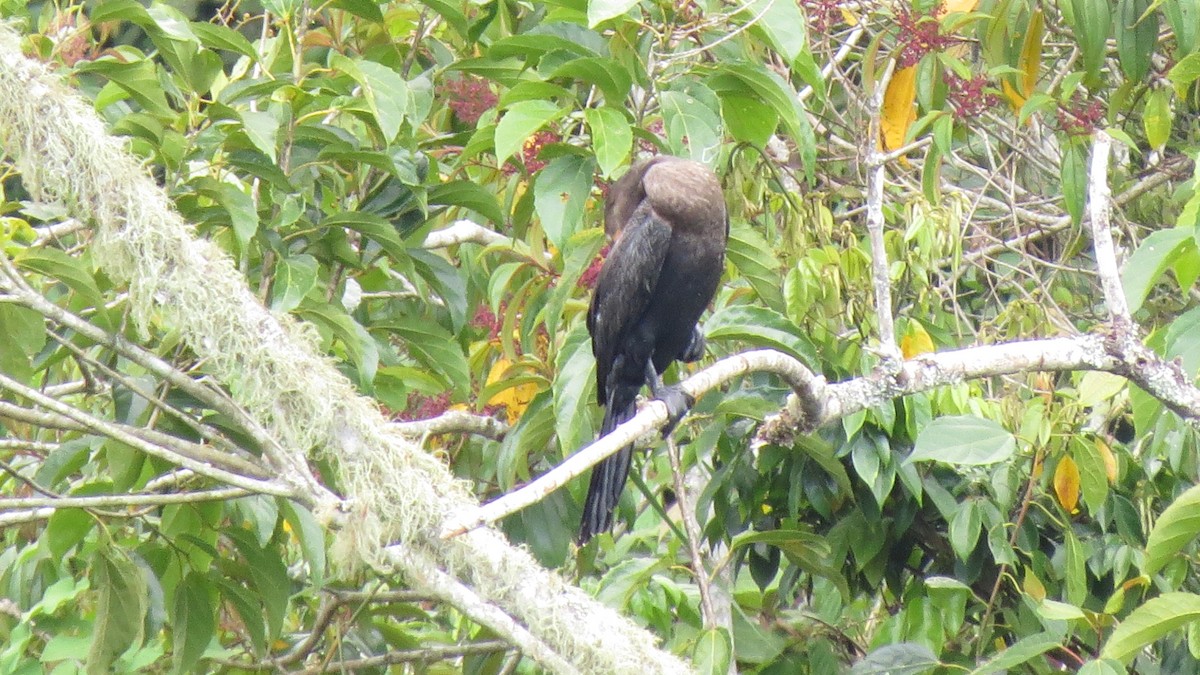 Neotropic Cormorant - EDWAR ROMERO