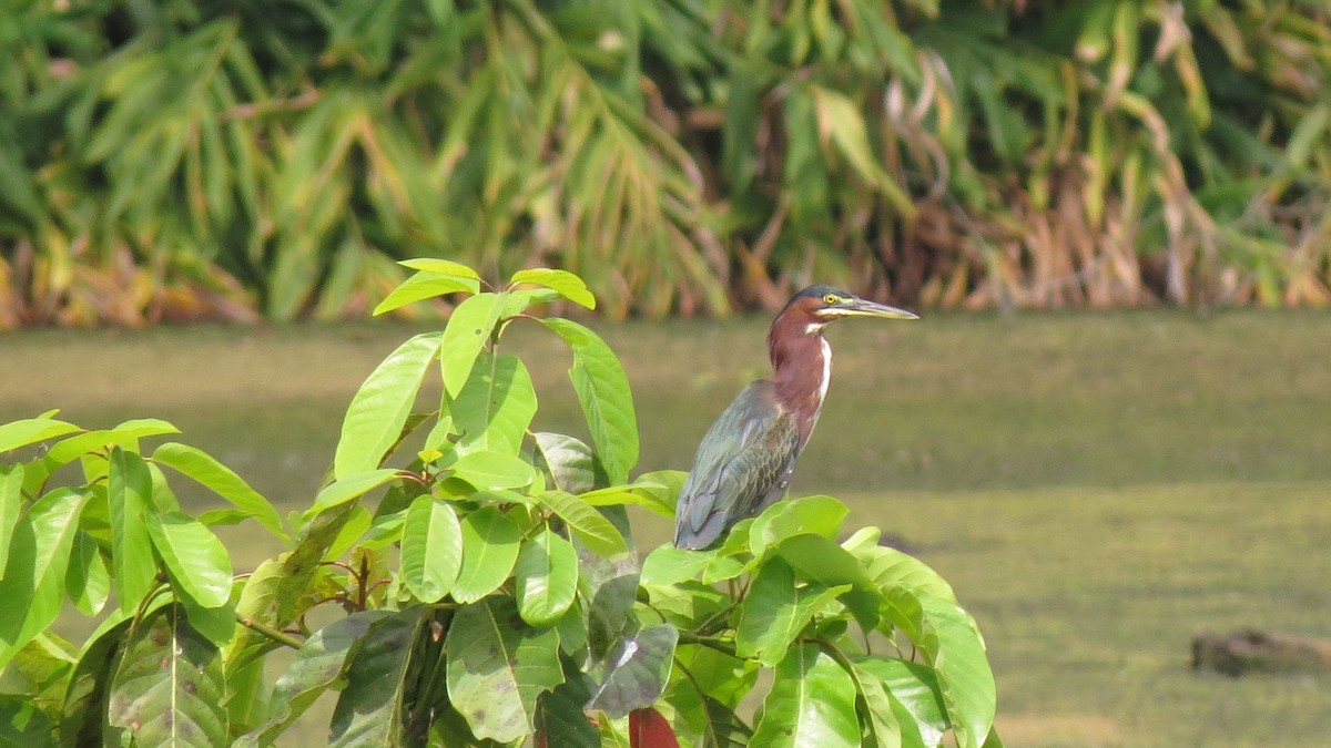 Green Heron - EDWAR ROMERO